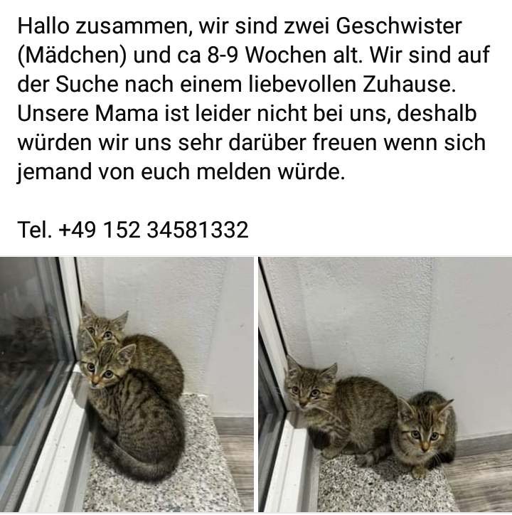 Im Auftrag - Geschwisterkitten (w)